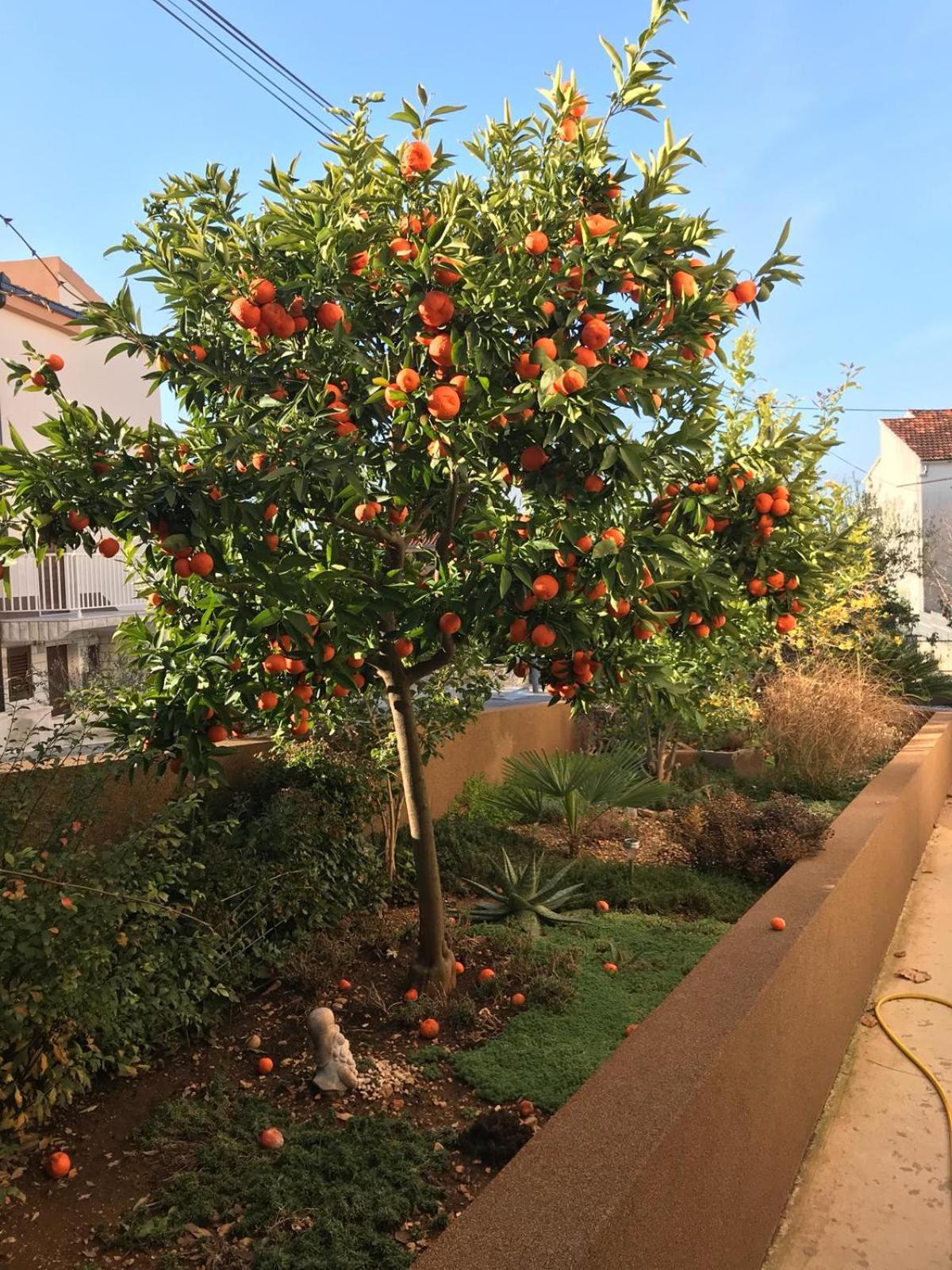 Villa Bozana Trogir Eksteriør bilde